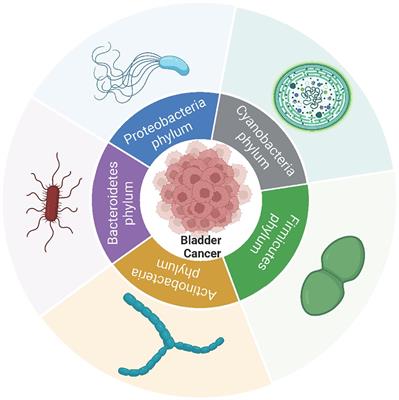Research progress on the microbiota in bladder cancer tumors
